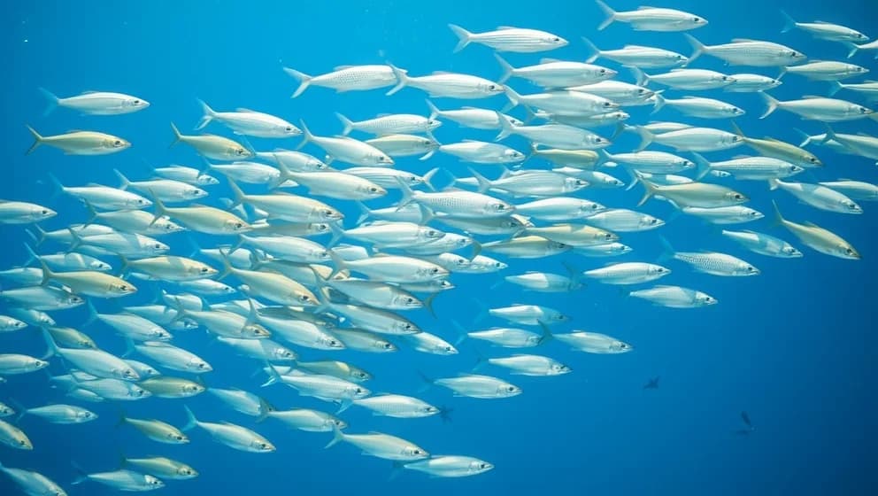 Vad kallar man en grupp fiskar